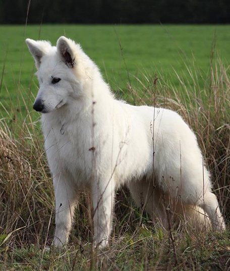 linde white wolve lupa