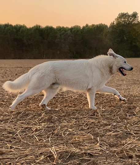 linde white wolve quiero